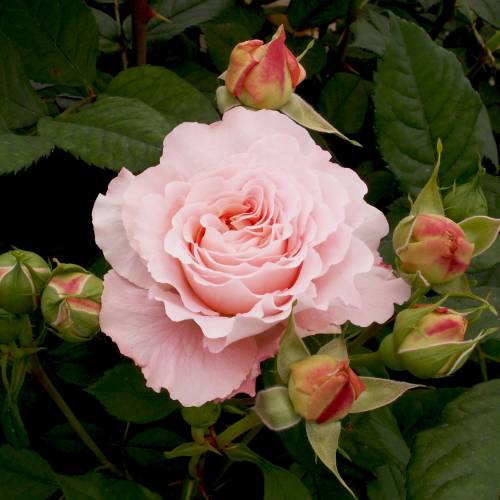 Rosal 'Andr� Le Notre'