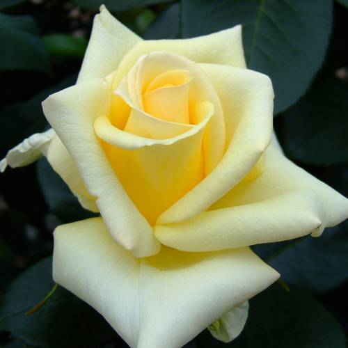 Rosal 'Lemon Beauty'
