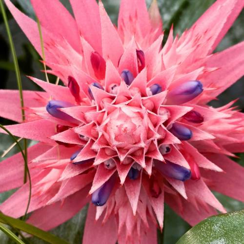 Aechmea, base plateada