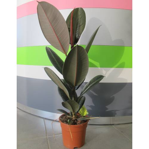 árbol Del Caucho C17 Venta árbol Del Caucho C17 Ficus Elastica Abidjan C17