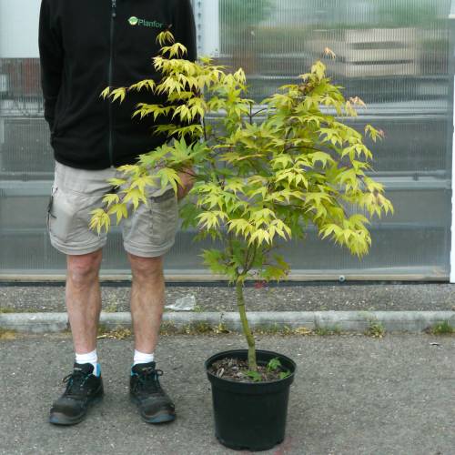 Arce japon�s 'Osakazuki'
