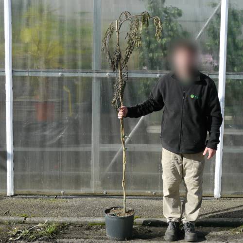 Acacia de Constantinopla 'Chocolate Fountain'