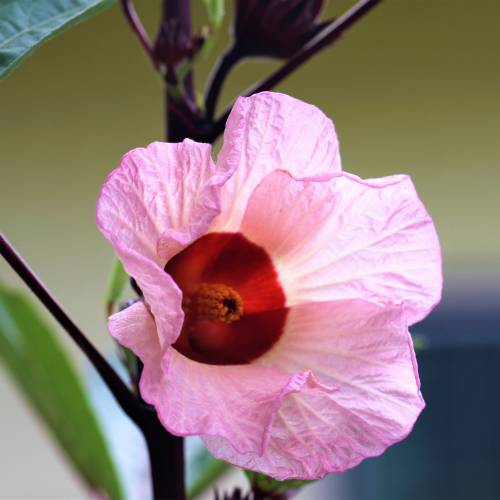 Flor de Jamaica : venta Flor de Jamaica / Hibiscus sabdariffa