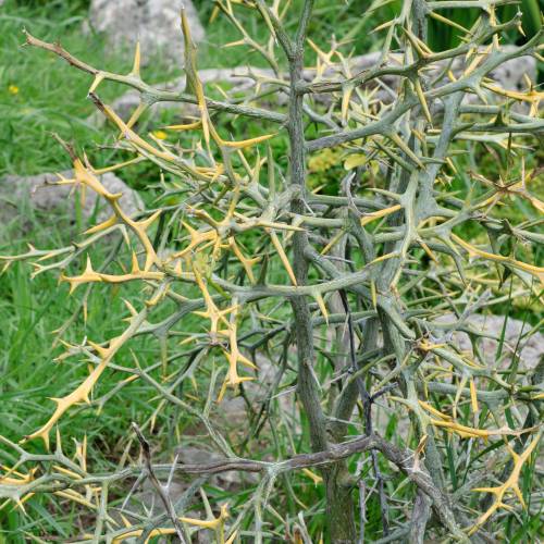 Naranjo amargo espinoso, Naranjo trifoliado