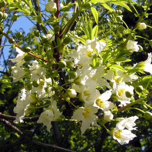 Casta�o chino florido