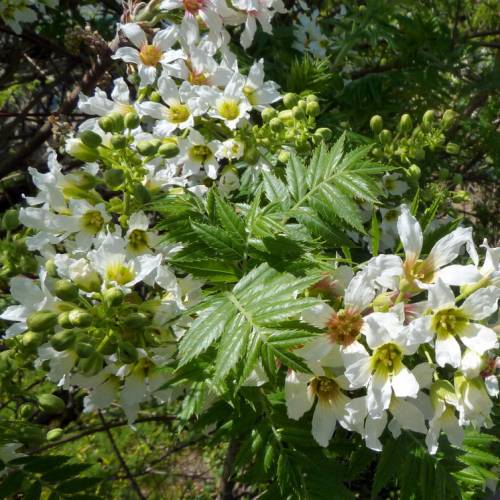 Casta�o chino florido