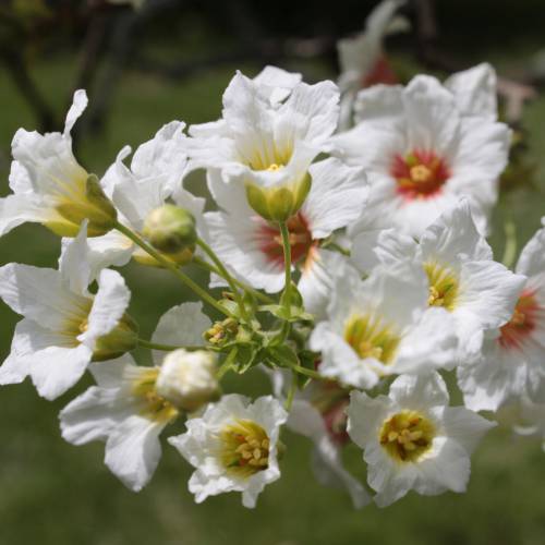 Casta�o chino florido