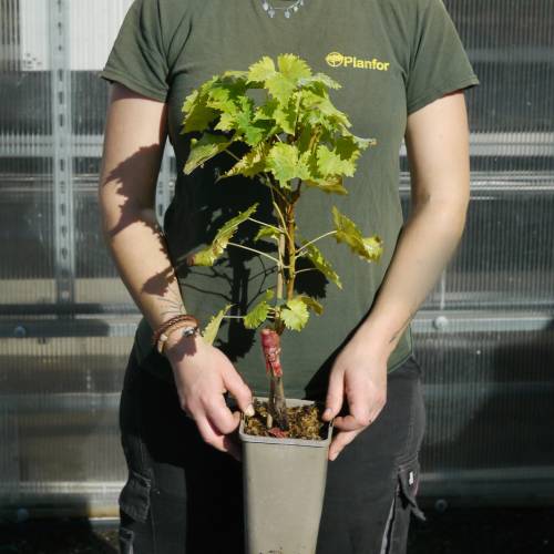 Vi�a de vino con uvas azules