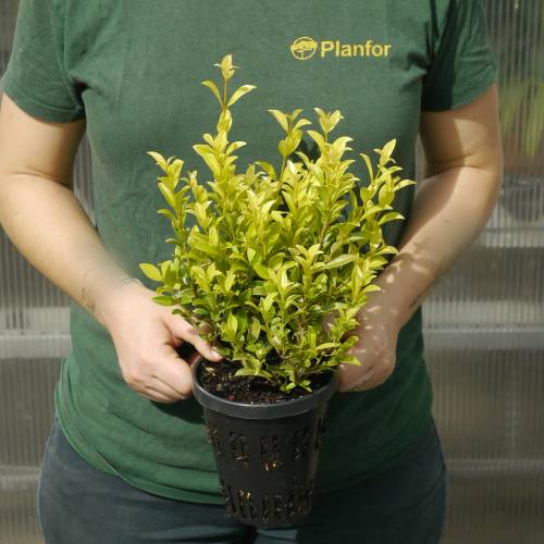Planta Eugenia 'Newport'