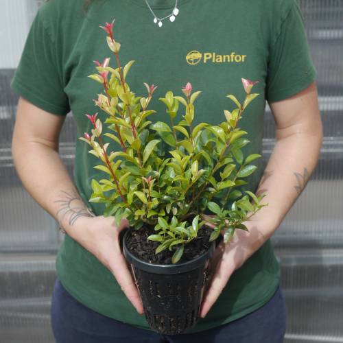 Planta Eugenia 'Newport'