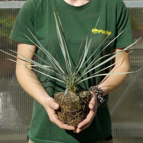 Yucca rostrata