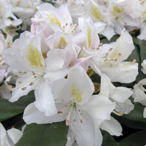 Rododendro blanco 'Mme Masson'