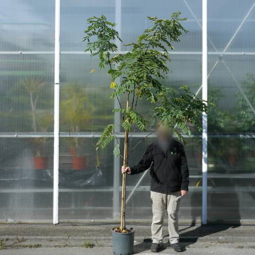 Acacia  'Casque rouge'
