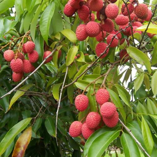 Litchi 'Kwai May Pink'