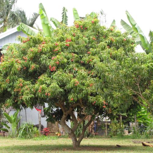 Litchi 'Kwai May Pink'