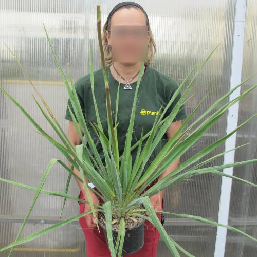 Yucca filamentosa
