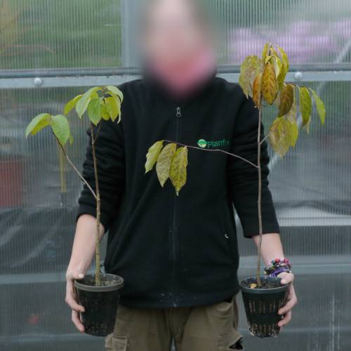 Kaki lotus, Caqui del Cucaso, Ciruelo caqui