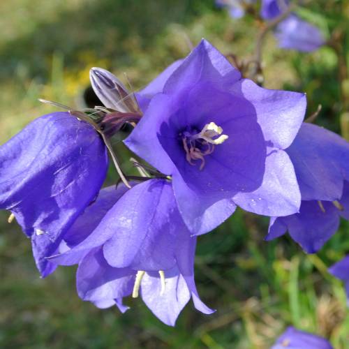 Campanilla con hojas de pescador