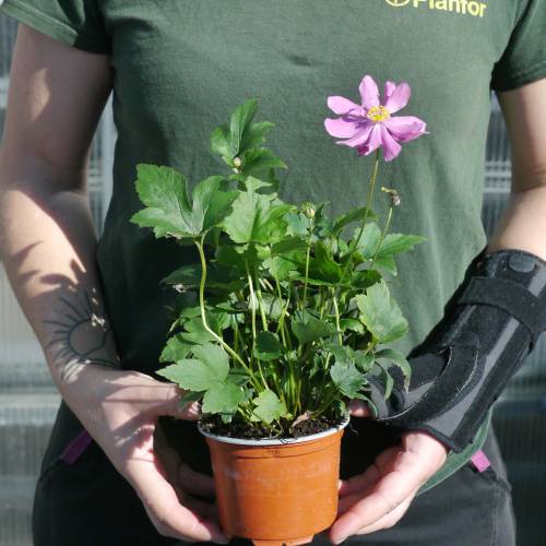 Anmona Japonesa rosa oscuro