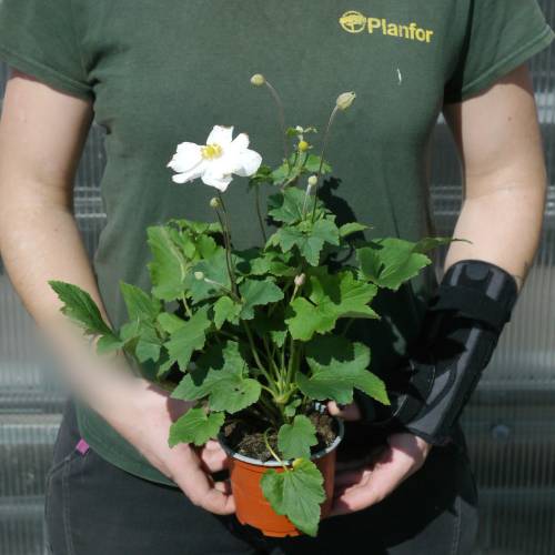 Anmona Japonesa blanca