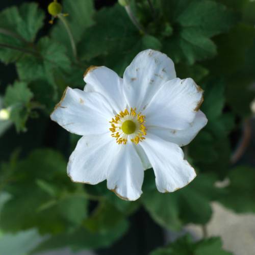 Anmona Japonesa blanca