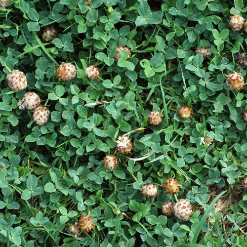 Trifolium fragiferum
