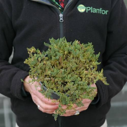 Frankenia lisa, Brezo de mar