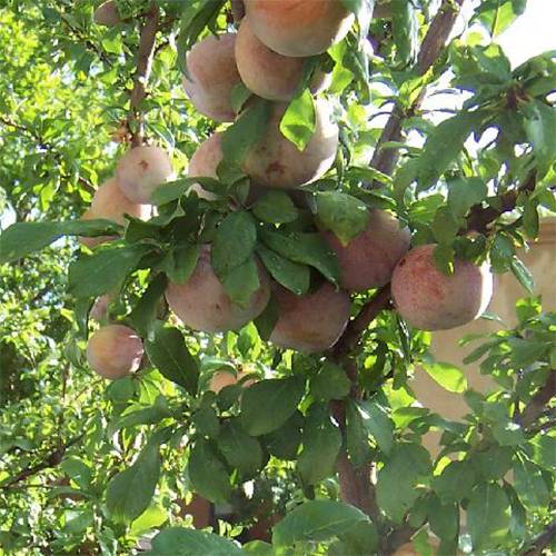 Albaricoque-Ciruela Pluot 'Dapple Dandy'