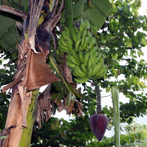 Banana Cavendish, Platanero de fruto enano