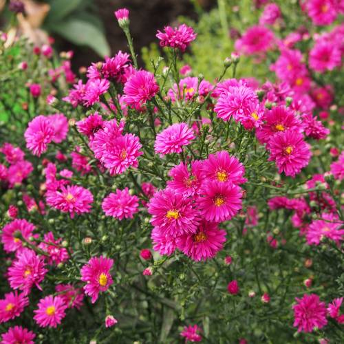 Aster de otoo rojo