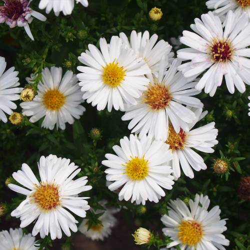 Aster de otoo blanco