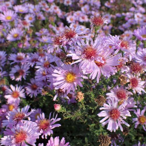 Aster de otoo rosa