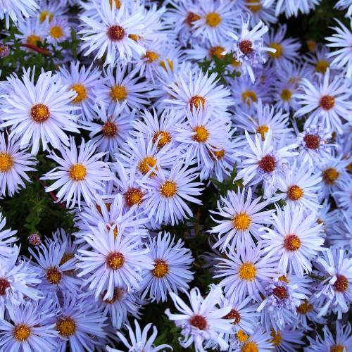 Aster de otoo azul