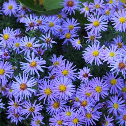 Aster de otoo azul