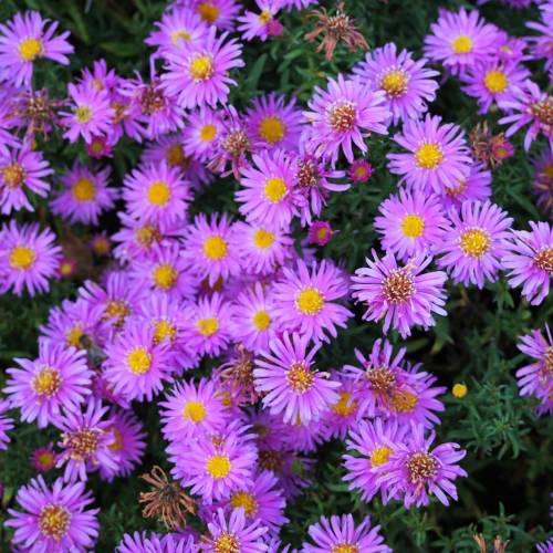 Aster de otoo violeta