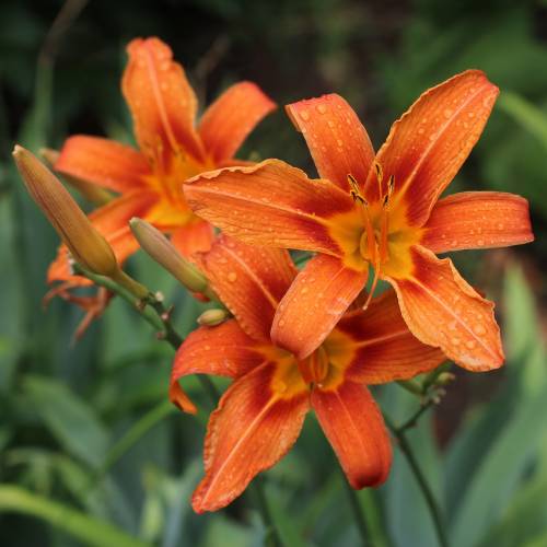 Hemerocallis naranja