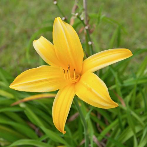 Hemerocallis amarilla