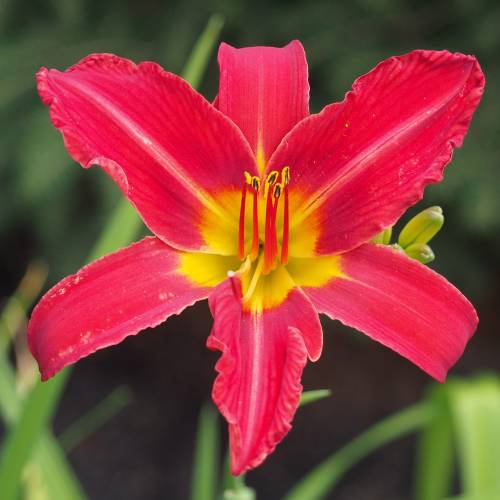 Hemerocallis rojo