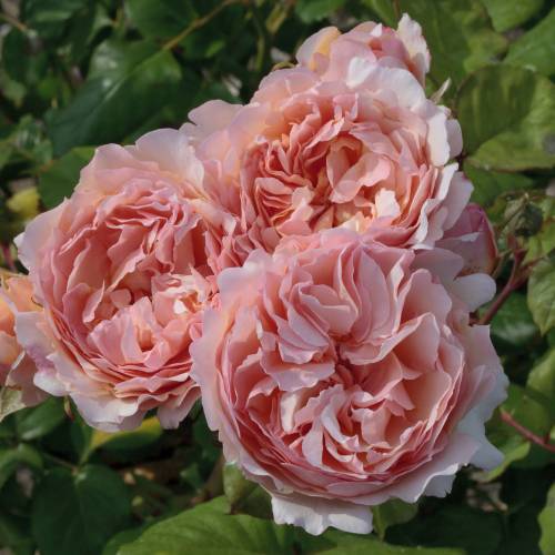 Rosal 'Princesse Charlne de Monaco'