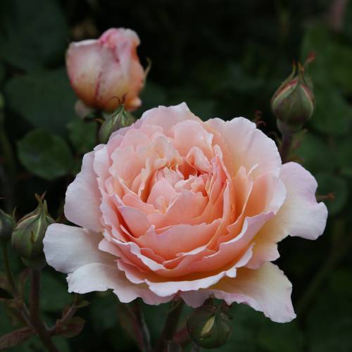 Rosal 'Princesse Charlne de Monaco'