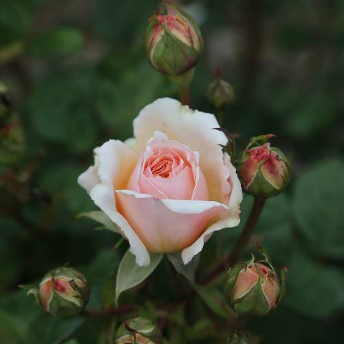 Rosal 'Princesse Charlne de Monaco'