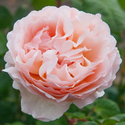 Rosal 'Princesse Charlne de Monaco'