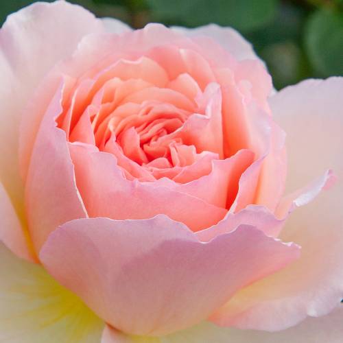 Rosal 'Princesse Charlne de Monaco'