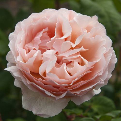 Rosal 'Princesse Charlne de Monaco'