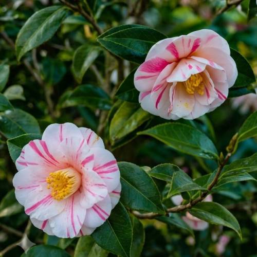 Camelia de Jap�n bicolor