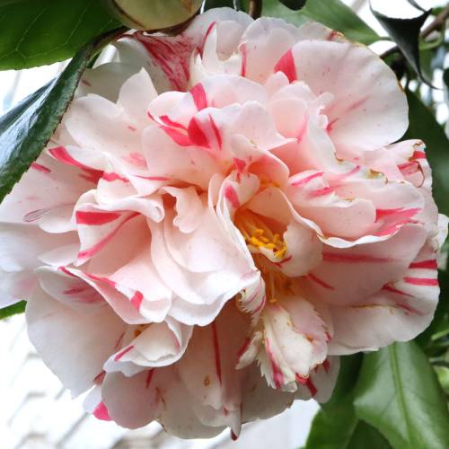 Camelia de Japn 'Chameleon'