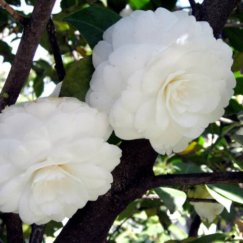 Camelia de Japn blanca