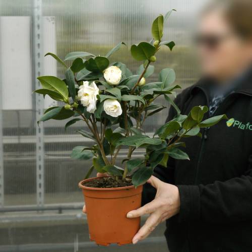 Camelia de Jap�n blanca