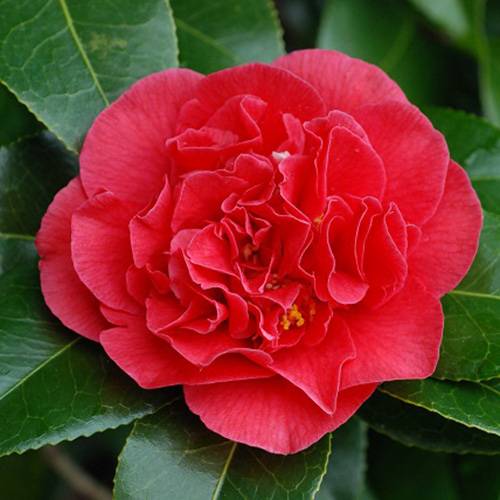 Camelia de Japn roja