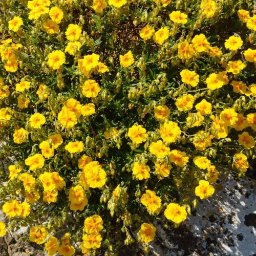 Helianthemum amarillo